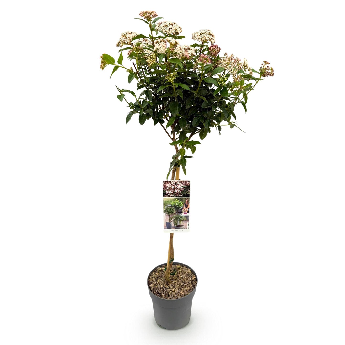Viburnum tinus sur tige, en pot de 19cm et de 90cm de haut, sur fond blanc. La plante est recouverte de feuilles vertes et de fleurs blanc-r