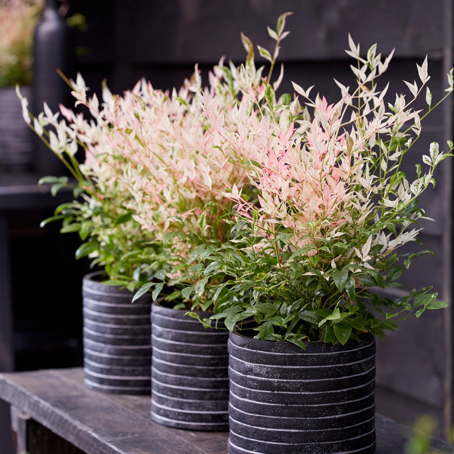 Nandina Twilight. Trois plants de Nandina Twilight aux feuilles panachées de rose, blanc et vert, présentés dans des pots noirs rayés sur un