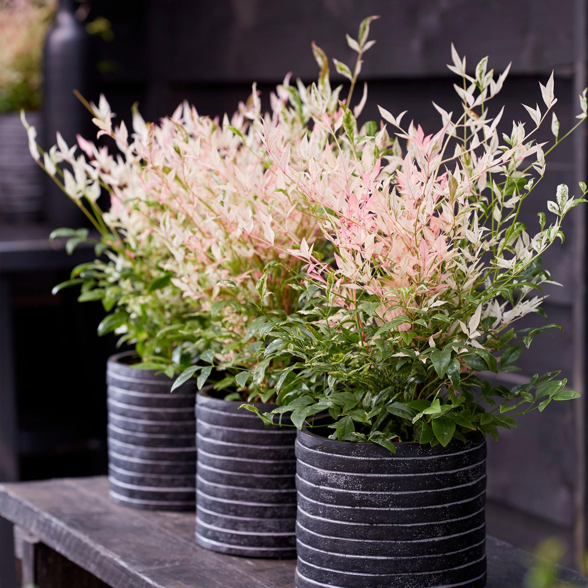 Nandina Twilight. Trois plants de Nandina Twilight aux feuilles panachées de rose, blanc et vert, présentés dans des pots noirs rayés sur un