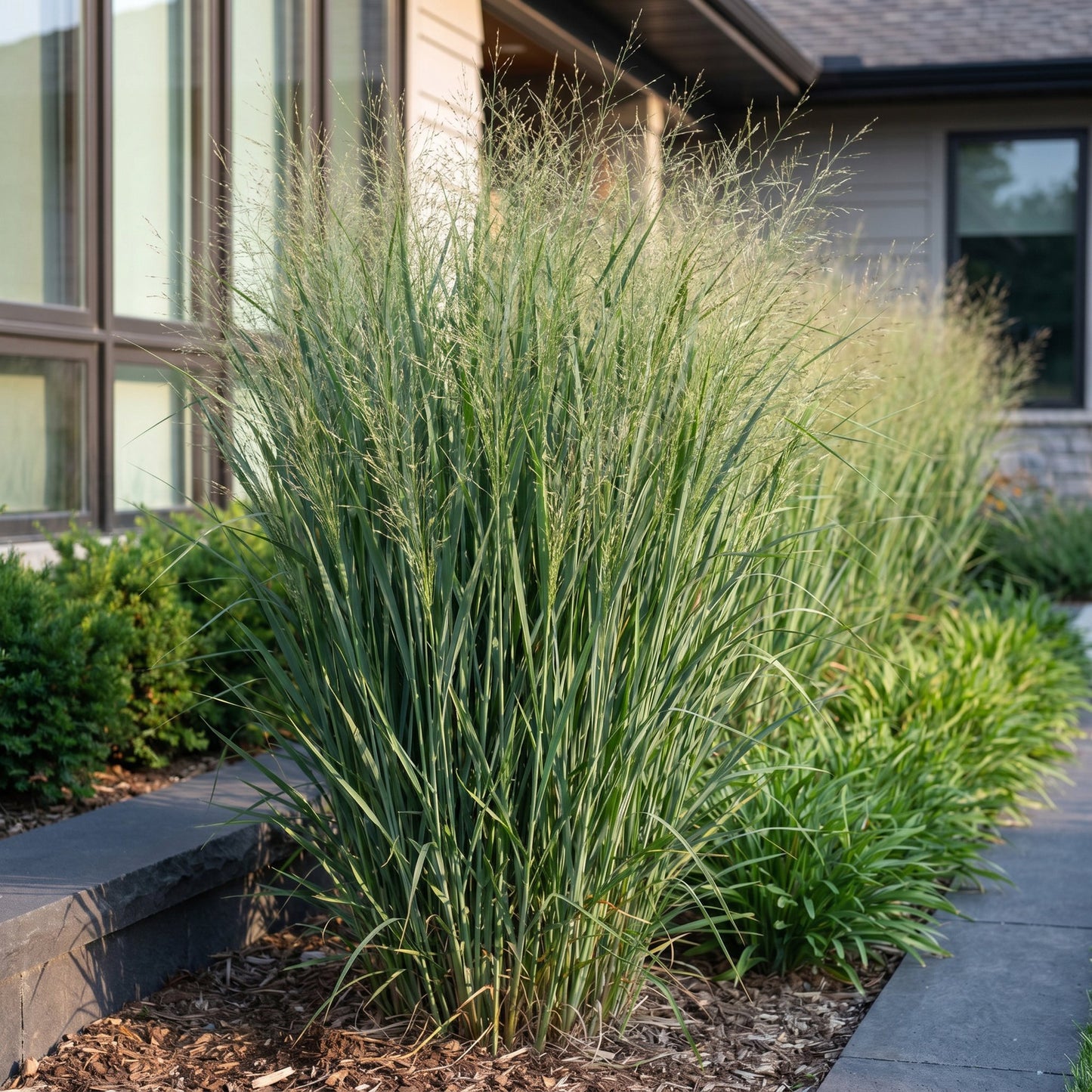 Panicum virgatum Northwind. Herbe des Prairies en massif le long d'une allée, devant une maison moderne, créant un paysage structuré.