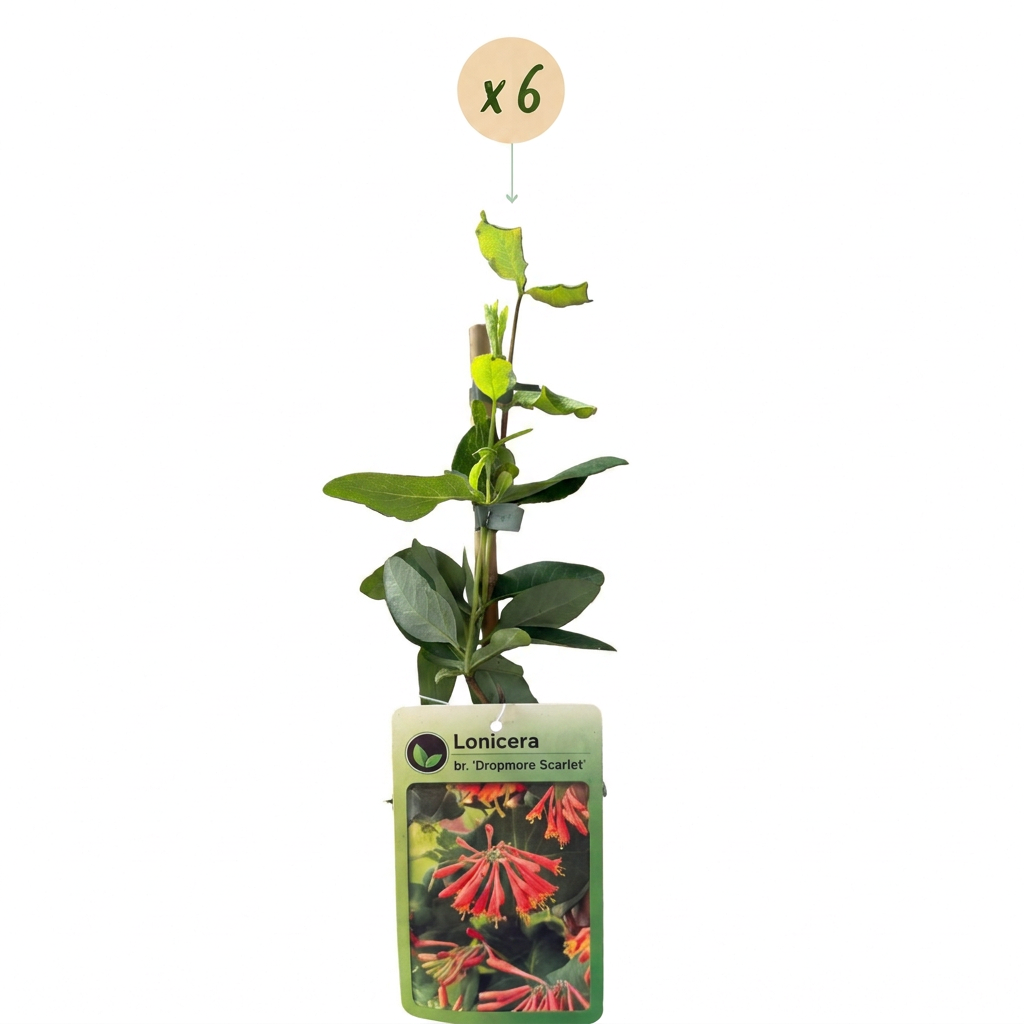 Chèvrefeuille écarlate 'Dropmore Scarlet' (Lonicera x brownii) - grimpante persistante - 6 plants