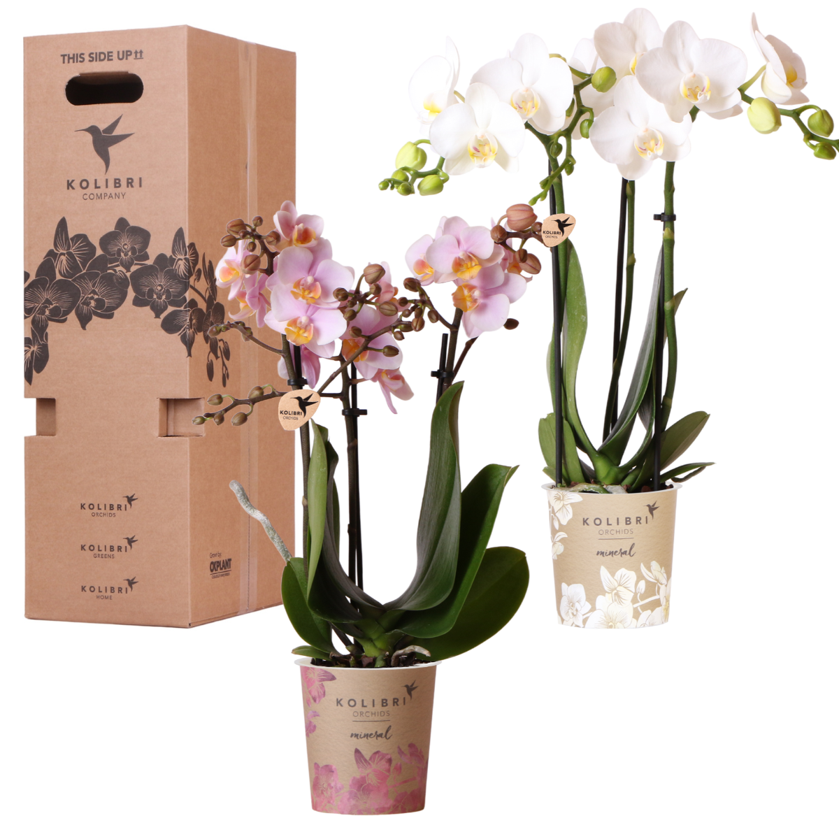 Orchidée Phalaenopsis en pot