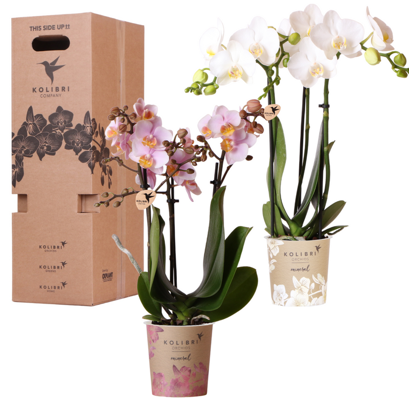 Orchidée Phalaenopsis (Phalaenopsis) - Boîte surprise Set de 2 orchidées - Pot 9 cm