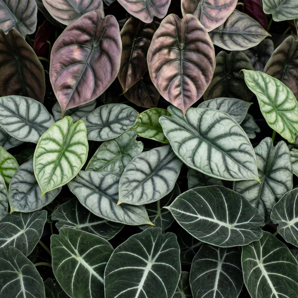 Détail du feuillage de Trio de bébés Alocasia