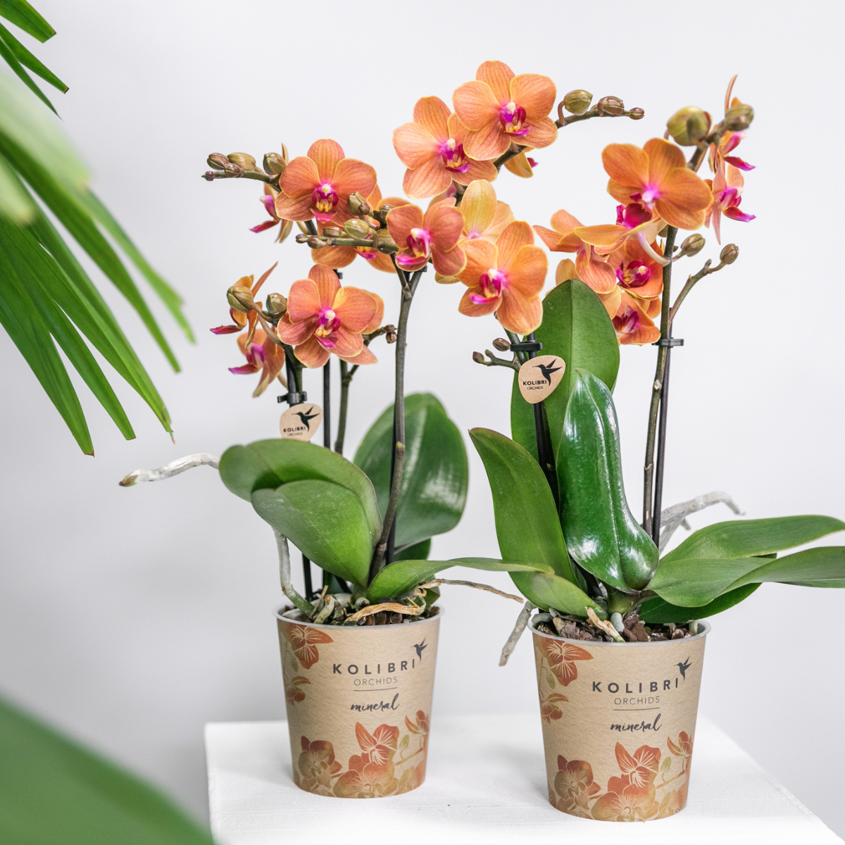 Lot de 4 orchidées Phalaenopsis 'Bolzano' orange - Pot 9 cm