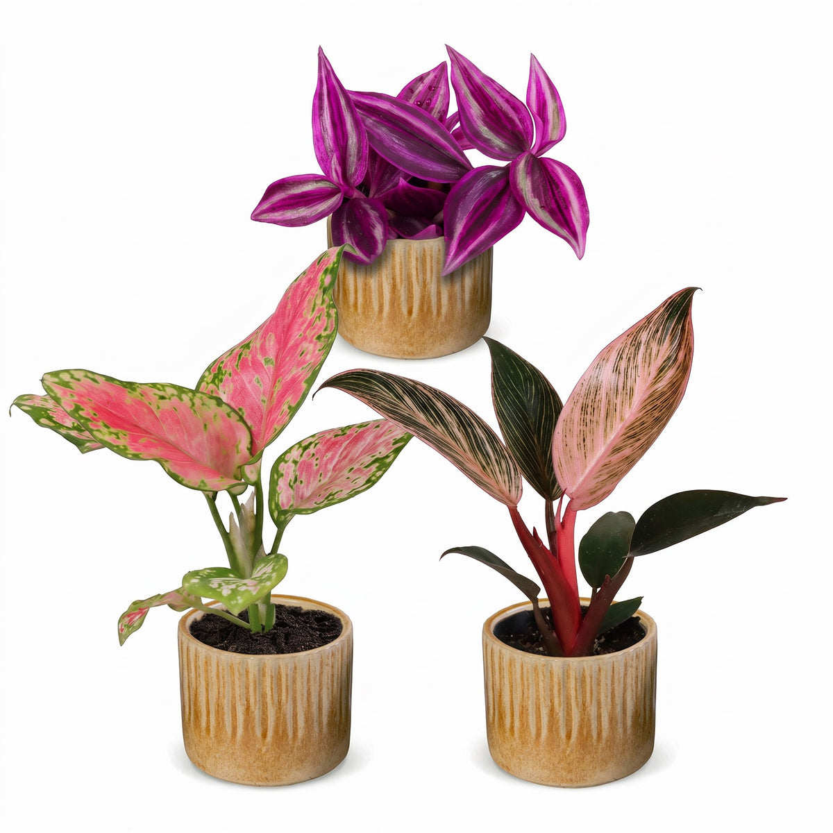 Bébés plantes roses en pot de 6 cm, 3 plantes, cache-pot miel