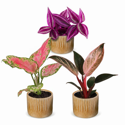 Bébés plantes roses en pot de 6 cm, 3 plantes, cache-pot miel
