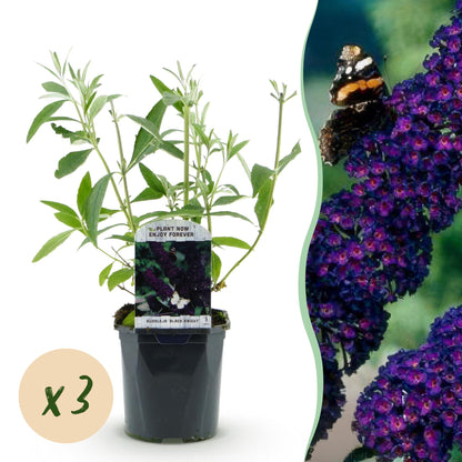 Buddleja davidii Black Night, Arbre aux papillons. Plant en pot sur fond blanc avec pastille « x3 », et fleur pourpre avec papillon à droite
