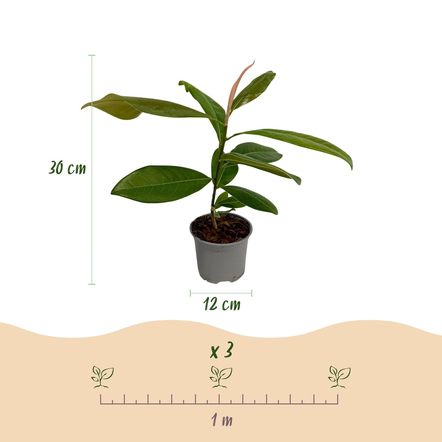 Magnolia grandiflora : Schéma d'un jeune plant en pot, indiquant une hauteur de 30 cm et un pot de 12 cm. Un repère montre 3 plants pour 1 m