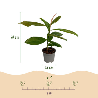 Magnolia grandiflora : Schéma d'un jeune plant en pot, indiquant une hauteur de 30 cm et un pot de 12 cm. Un repère montre 3 plants pour 1 m
