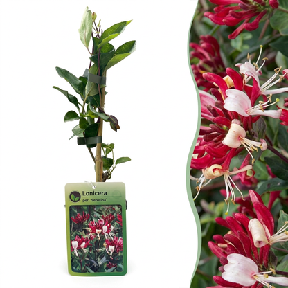 Chèvrefeuille des bois tardif (Lonicera periclymenum) - grimpante parfumée