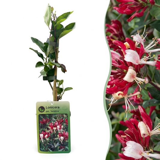 Chèvrefeuille des bois tardif (Lonicera periclymenum) - grimpante parfumée