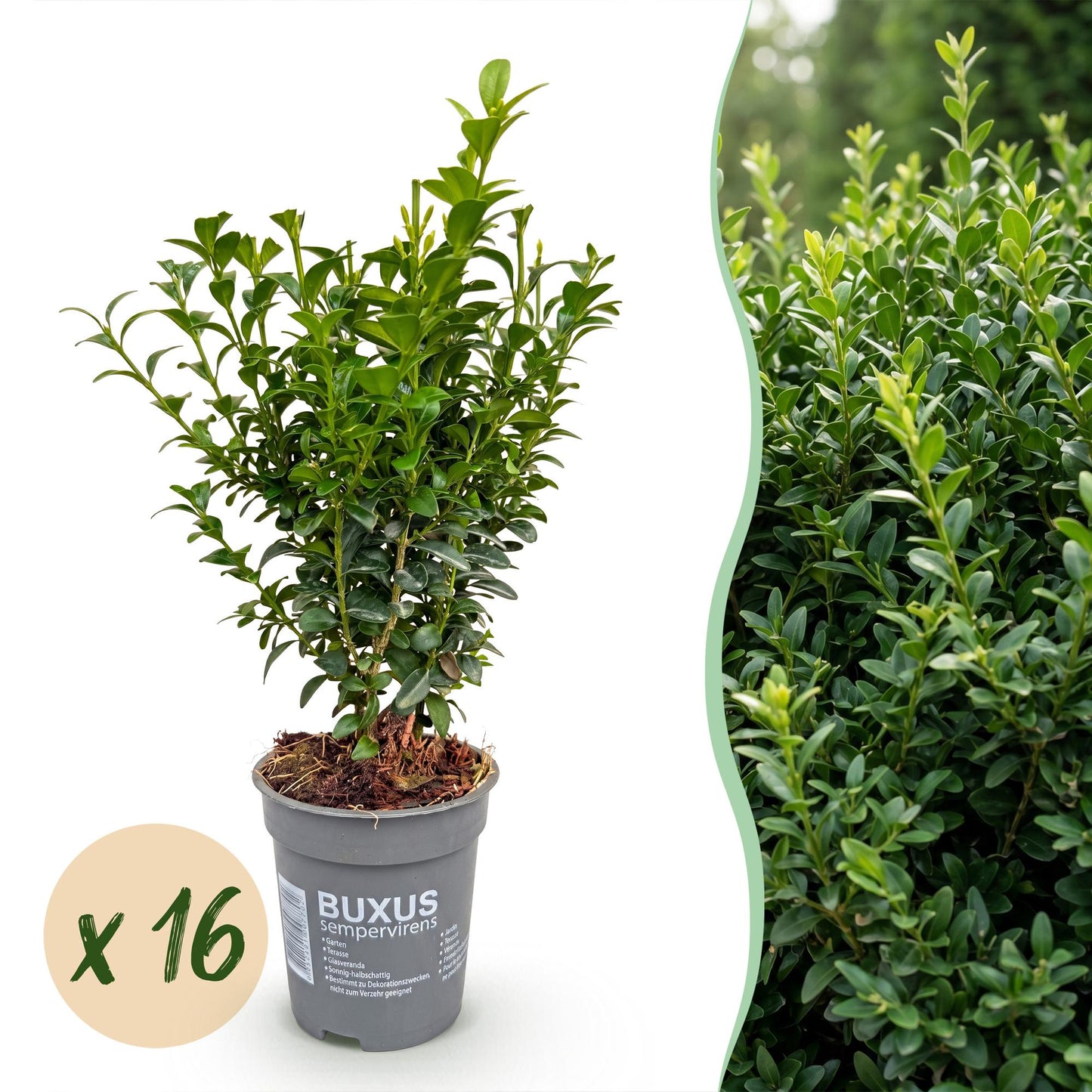 Buxus sempervirens, ou buis, en pot avec une pastille "x 16", à côté d'une photo d'une haie dense.