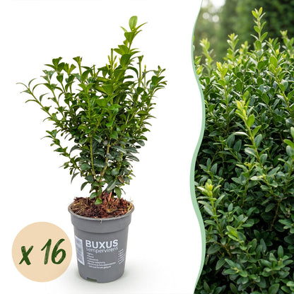 Buxus sempervirens, ou buis, en pot avec une pastille "x 16", à côté d'une photo d'une haie dense.