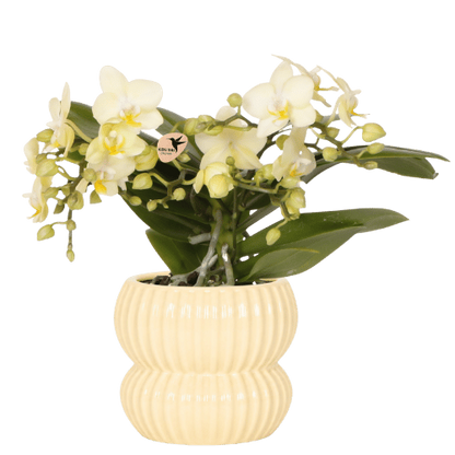 Orchidée Phalaenopsis 'Botanic' jaune à petites fleurs, pot 9 cm