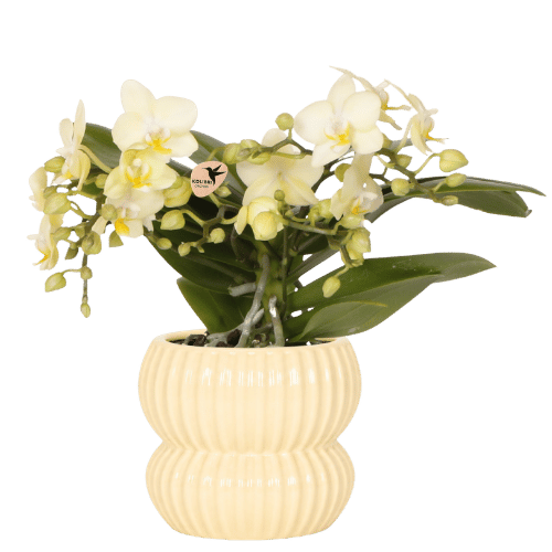 Orchidée Phalaenopsis 'Botanic' jaune à petites fleurs, pot 9 cm