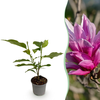Magnolia liliiflora Nigra en pot et vue de ses fleurs violettes en arrière-plan flou, idéal pour un jardin à faible entretien.