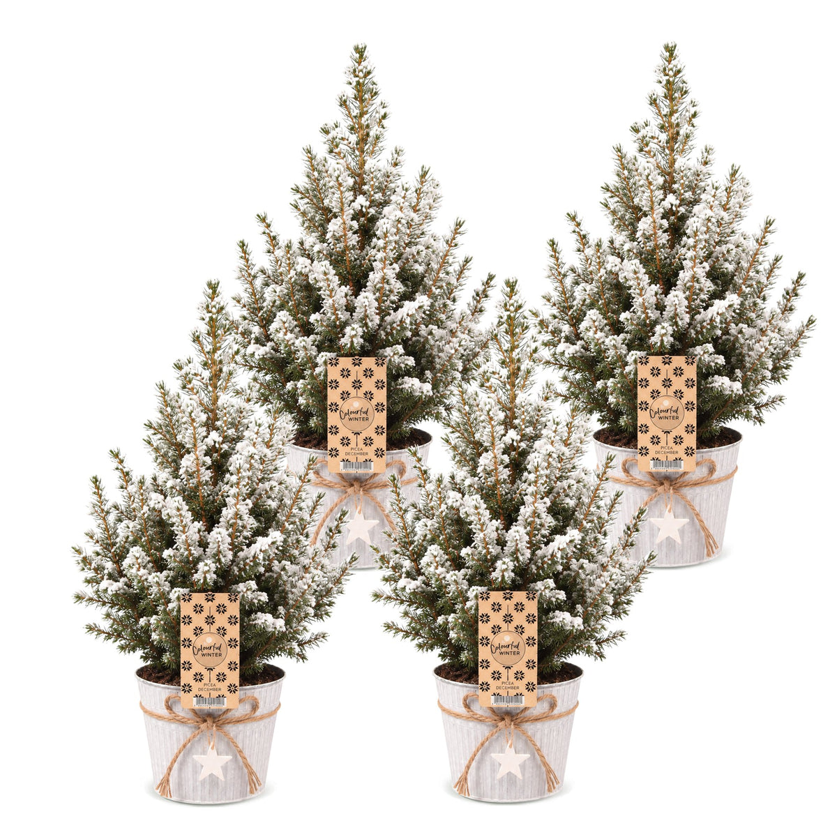 Épicéa 'Conica' enneigé lot de 4 sapins en pot de 17 cm, pot en zinc