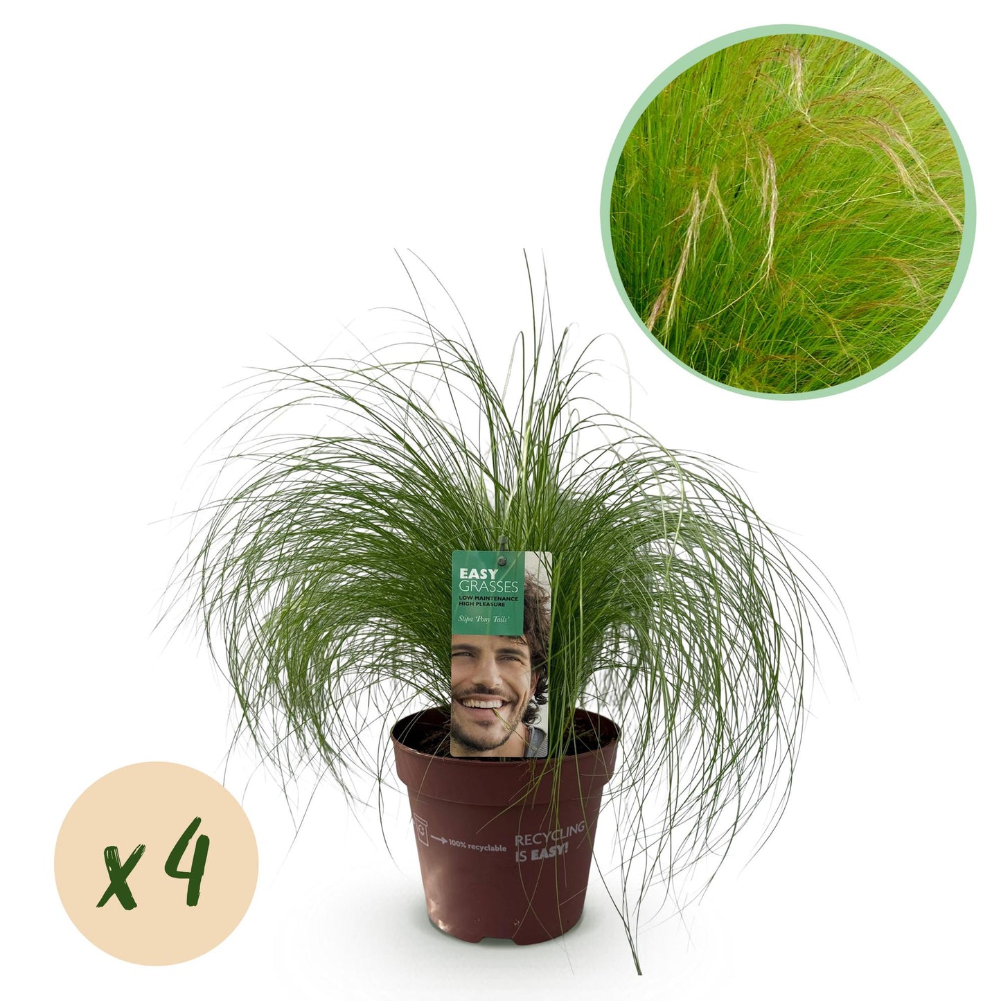 Stipa tenuifolia Pony Tails, jeune graminée ornementale verte en pot de 17cm sur fond blanc, avec pastille indiquant un lot de x4.