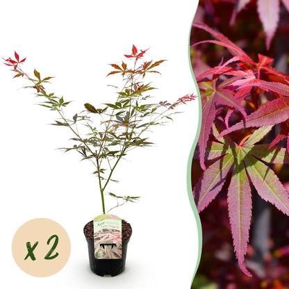 Érable japonais Acer palmatum Sumi-nagashi, jeune plant en pot avec feuillage rouge et vert. Pastille « x2 » indiquant un lot de 2.