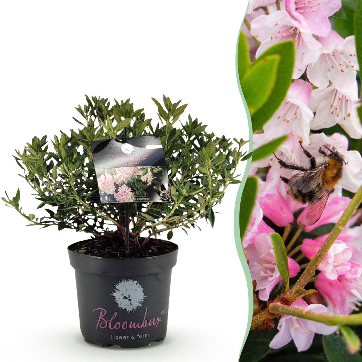Rhododendron Bloombux Light Pink en pot, à côté d'un gros plan de ses fleurs rose pâle avec une abeille butinant.