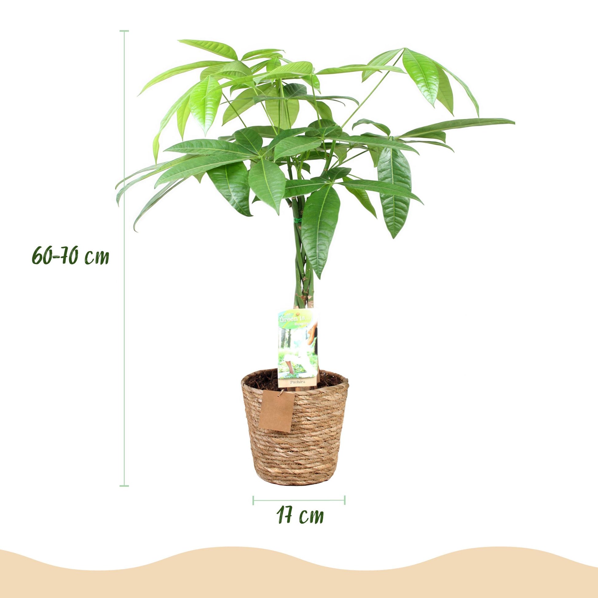 Plantes d'intérieur - Pachira Aquatica tige tressée - Arbre à argent - Peu d'entretien - avec panier - Vert - 1 Plante - Pot 17cm - Hauteur 60-70cm