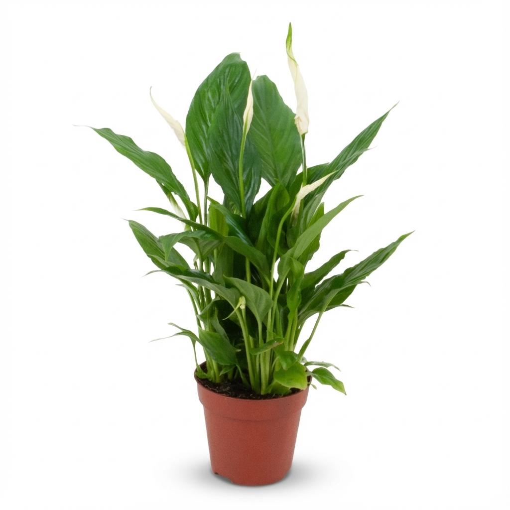 Un Spathiphyllum en pot de 12cm avec de grandes feuilles vertes brillantes et des fleurs blanches élancées