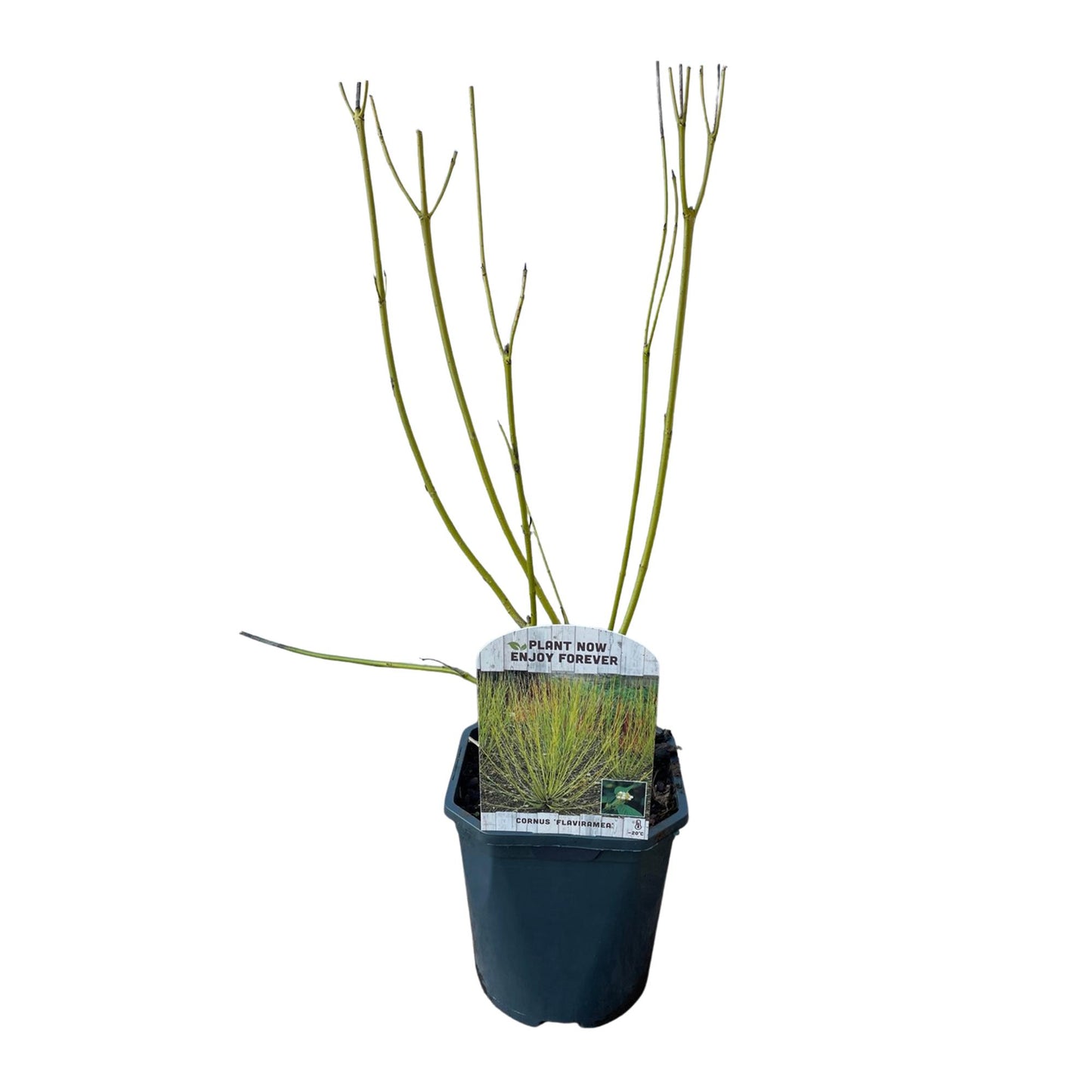 Cornus alba Flaviramea en pot sur fond blanc, montrant ses branches vertes. Idéal pour un jardin nécessitant peu d'entretien.