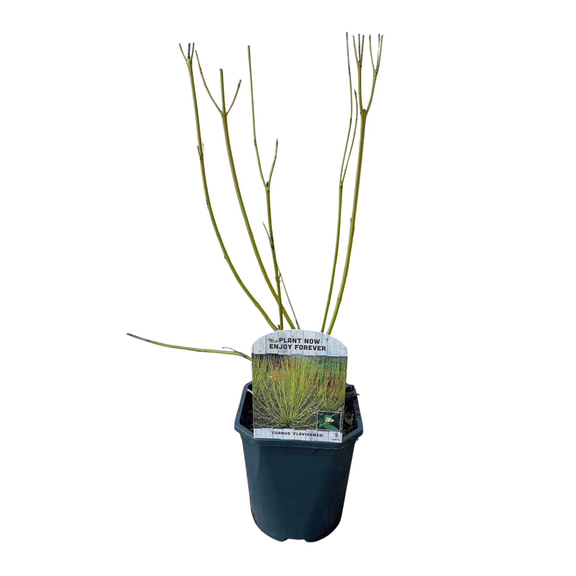 Cornus alba Flaviramea en pot sur fond blanc, montrant ses branches vertes. Idéal pour un jardin nécessitant peu d'entretien.