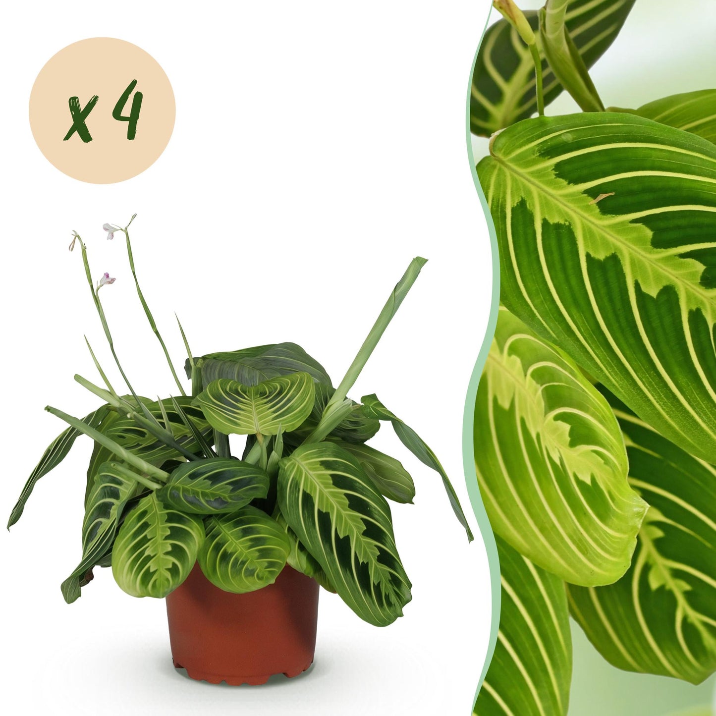 Une Maranta Fascinator Lemon Lime bien fournie en pot de 12cm avec un feuillage aux nervures claires et son aspect de plante de prière