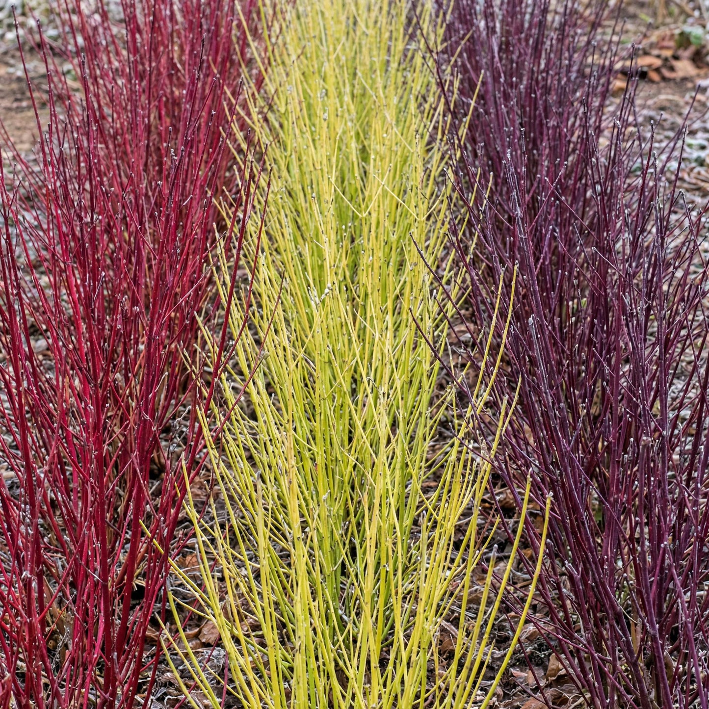 Cornus sibirica. Trois rangées d'arbustes à branches colorées, rouges, jaunes et pourpres, plantées dans un jardin.