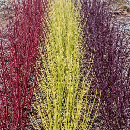Cornus sibirica. Trois rangées d'arbustes à branches colorées, rouges, jaunes et pourpres, plantées dans un jardin.