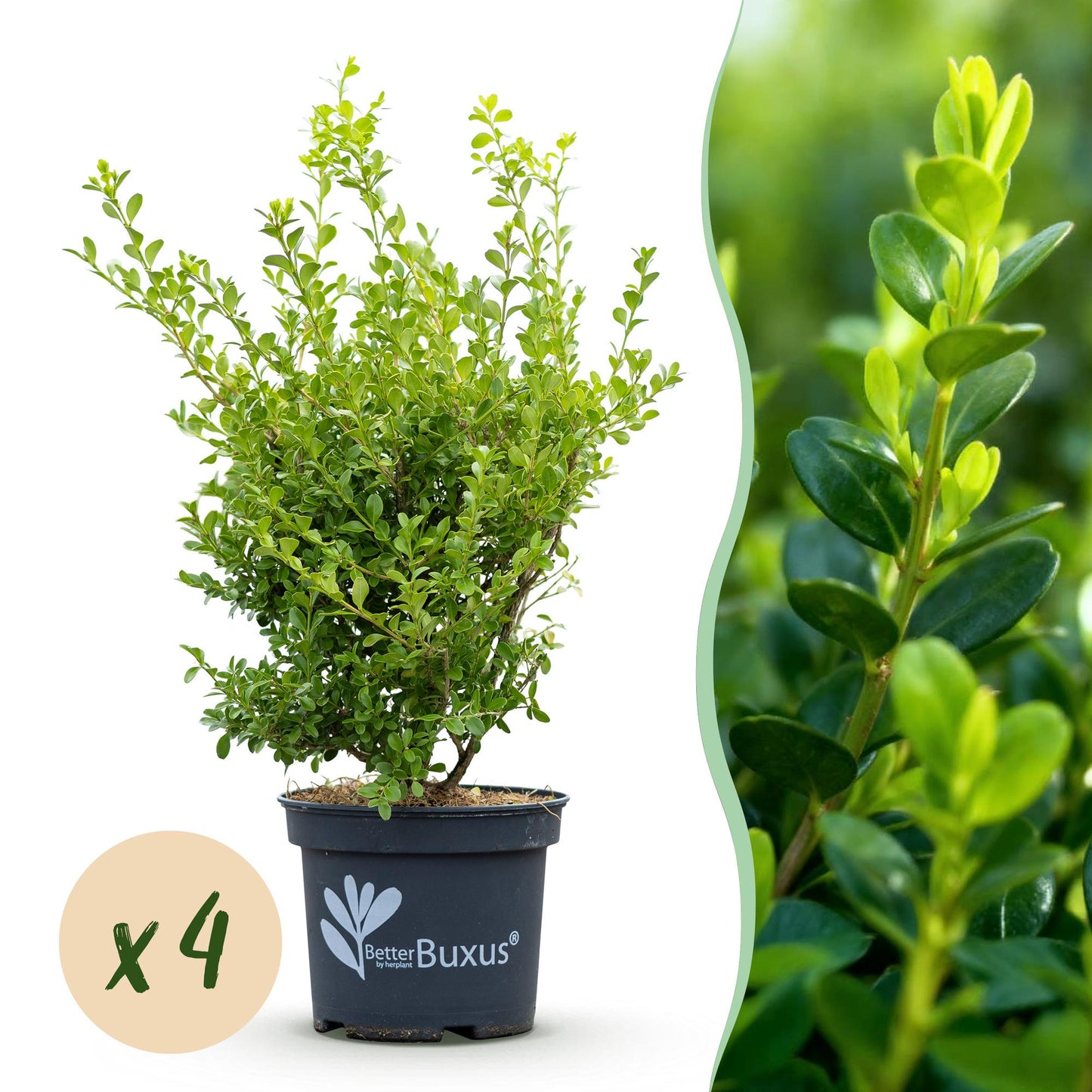 Buxus BetterBuxus Babylon Beauty, 4 plants en pot sur fond blanc, avec un gros plan sur le feuillage vert foncé et vert clair. Pastille « x4