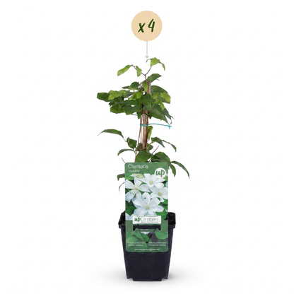 Clématite 'Huldine' - lot de 4 plants, pot Ø9 cm