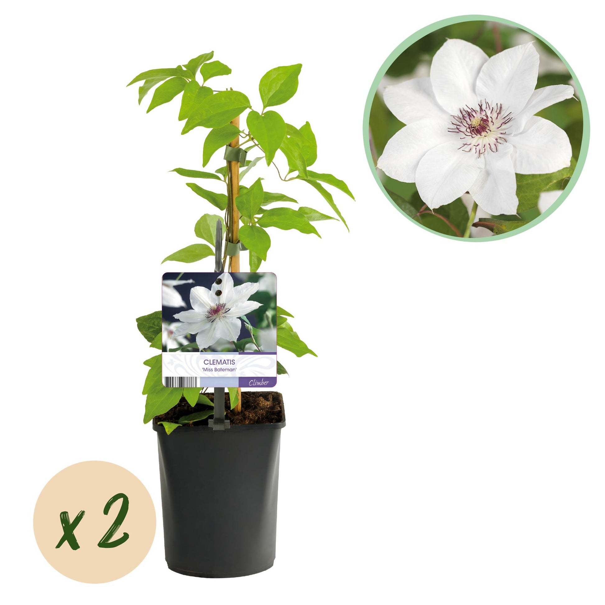 Clématite Miss Bateman, plant en pot avec feuillage vert et fleur blanche, gros plan de la fleur en haut, bulle indiquant "x 2".