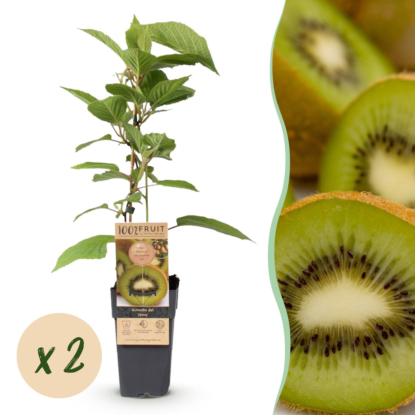 Actinidia deliciosa Jenny, un jeune plant de kiwi en pot, avec une bulle "x2" indiquant le lot, et un gros plan de kiwis coupés.