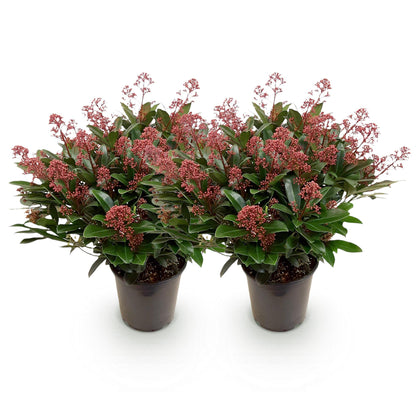 Skimmia 'Rubella' - lot de 2 plants en pot de 19 cm
