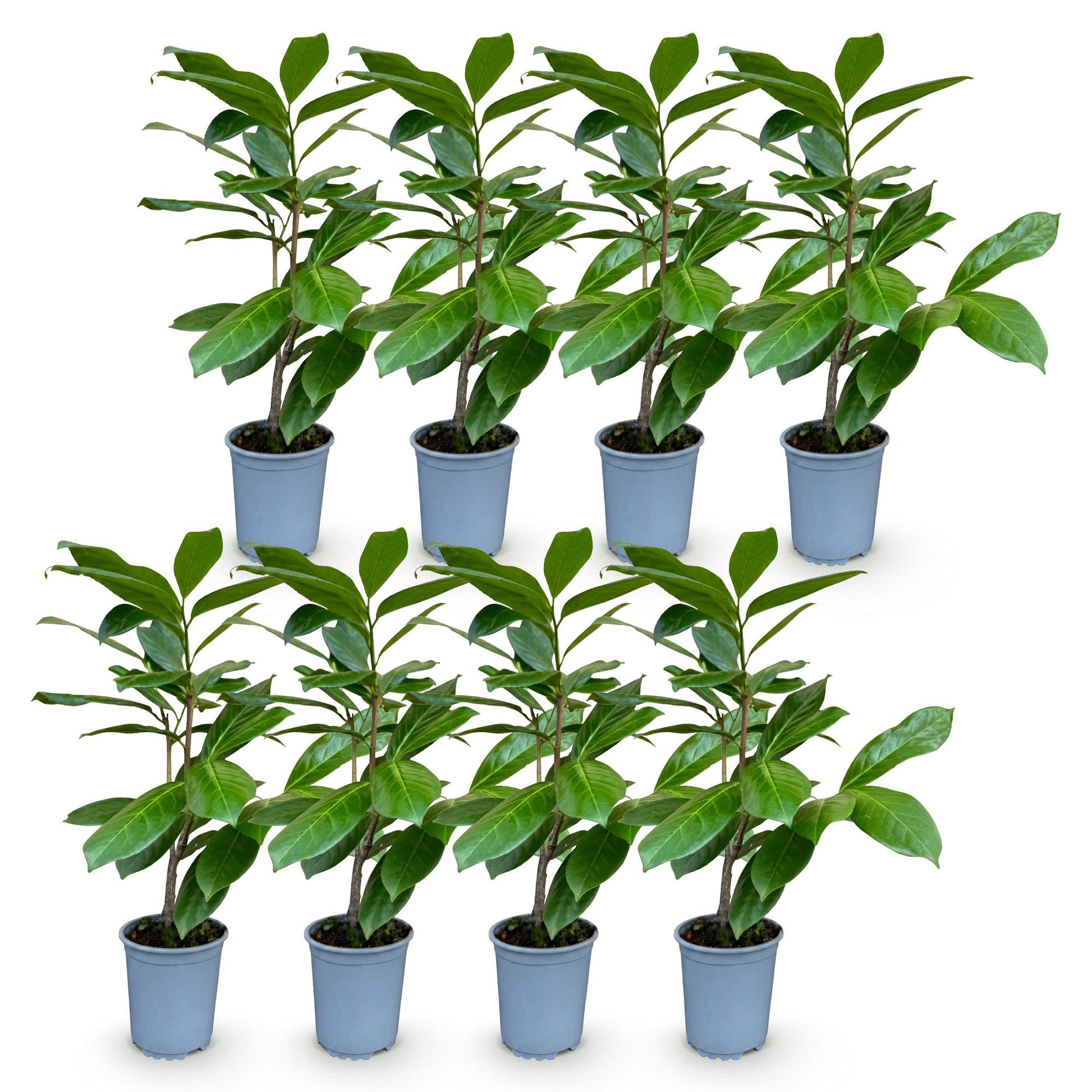 Prunus laur. Rotundifolia, 8 lauriers-cerises en pot de 9cm, hauteur 25-35cm, sur fond blanc. Plantes de haie persistantes.