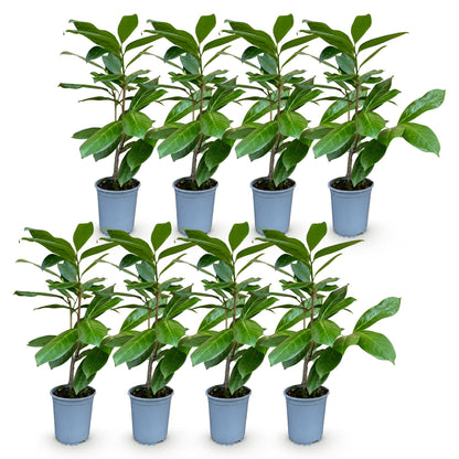 Prunus laur. Rotundifolia, 8 lauriers-cerises en pot de 9cm, hauteur 25-35cm, sur fond blanc. Plantes de haie persistantes.