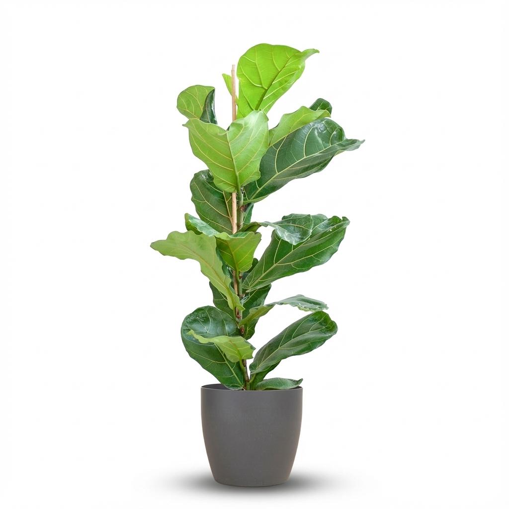 Ficus Lyrata avec pot Potter gris - 80cm - Ø21