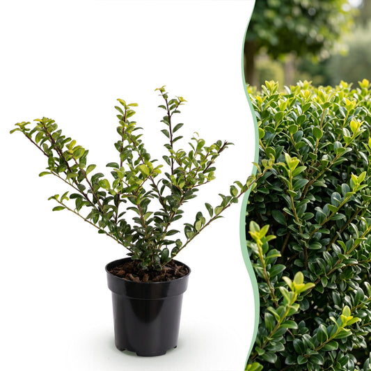 Ilex crenata Golden Gem en pot sur fond blanc à côté d'une haie d'Ilex crenata Golden Gem taillée et dense, feuilles vertes lumineuses.