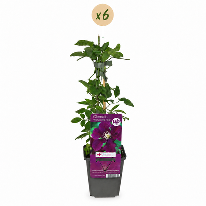 Clématite 'Warszawska Nike' - lot de 6 plants, pot Ø9 cm