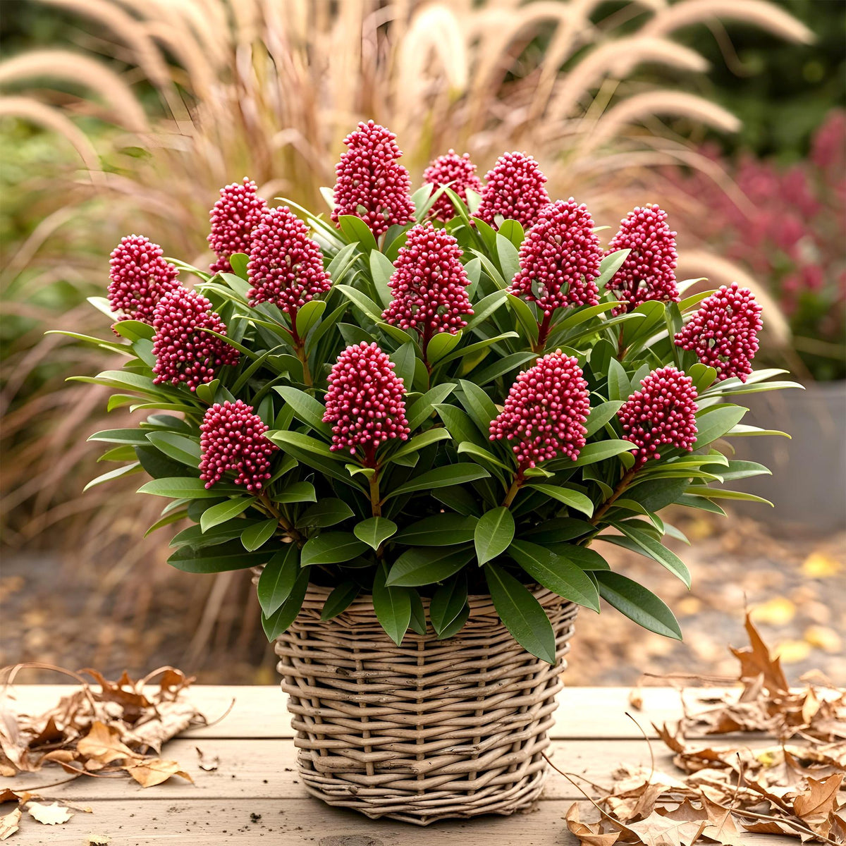 Skimmia japonica 'Rubella' en pot, grappes de boutons rouge carmin et feuillage persistant