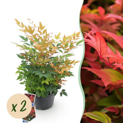 Nandina Gulfstream : plant en pot aux couleurs automnales (feuillage vert, orange et rouge), à côté d'une zone floue de feuillage rouge vif,