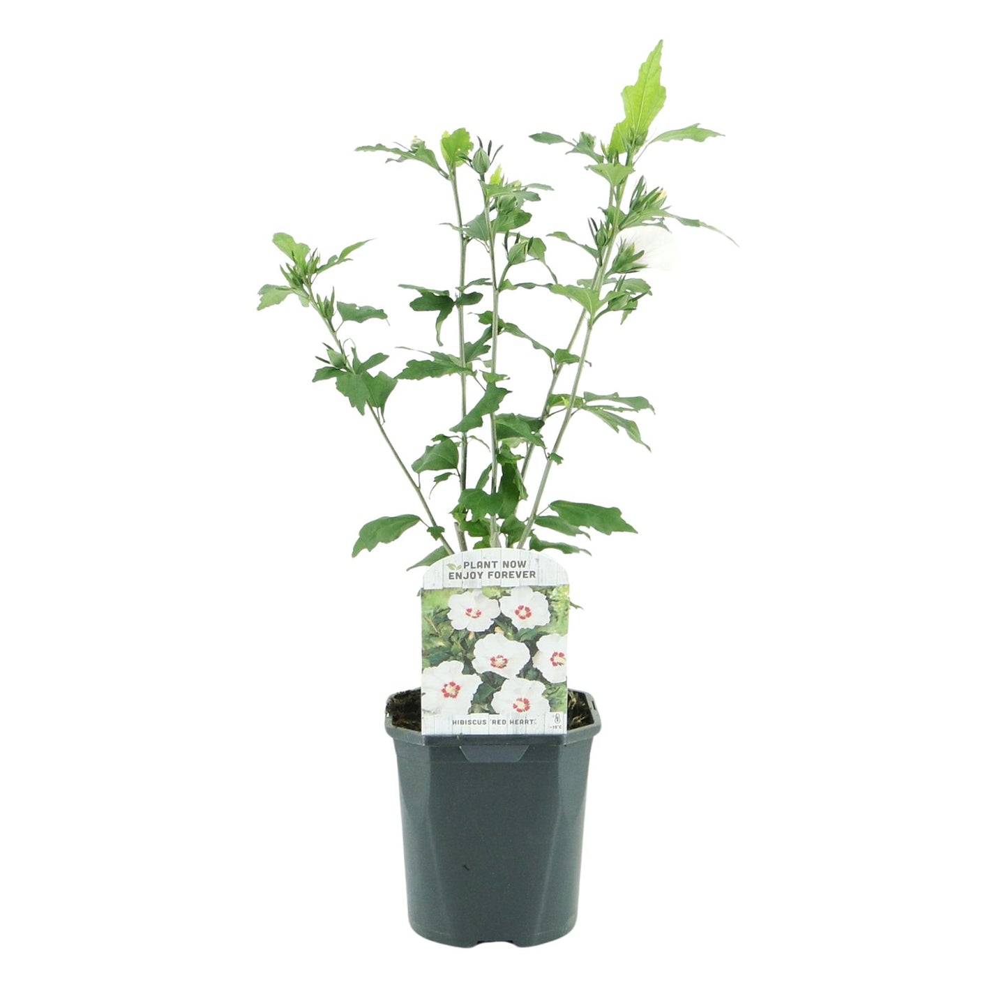 Hibiscus syriacus Red Heart, pot de 17cm, hauteur 45cm, fleur blanche cœur rouge sur fond blanc. Prêt à planter.