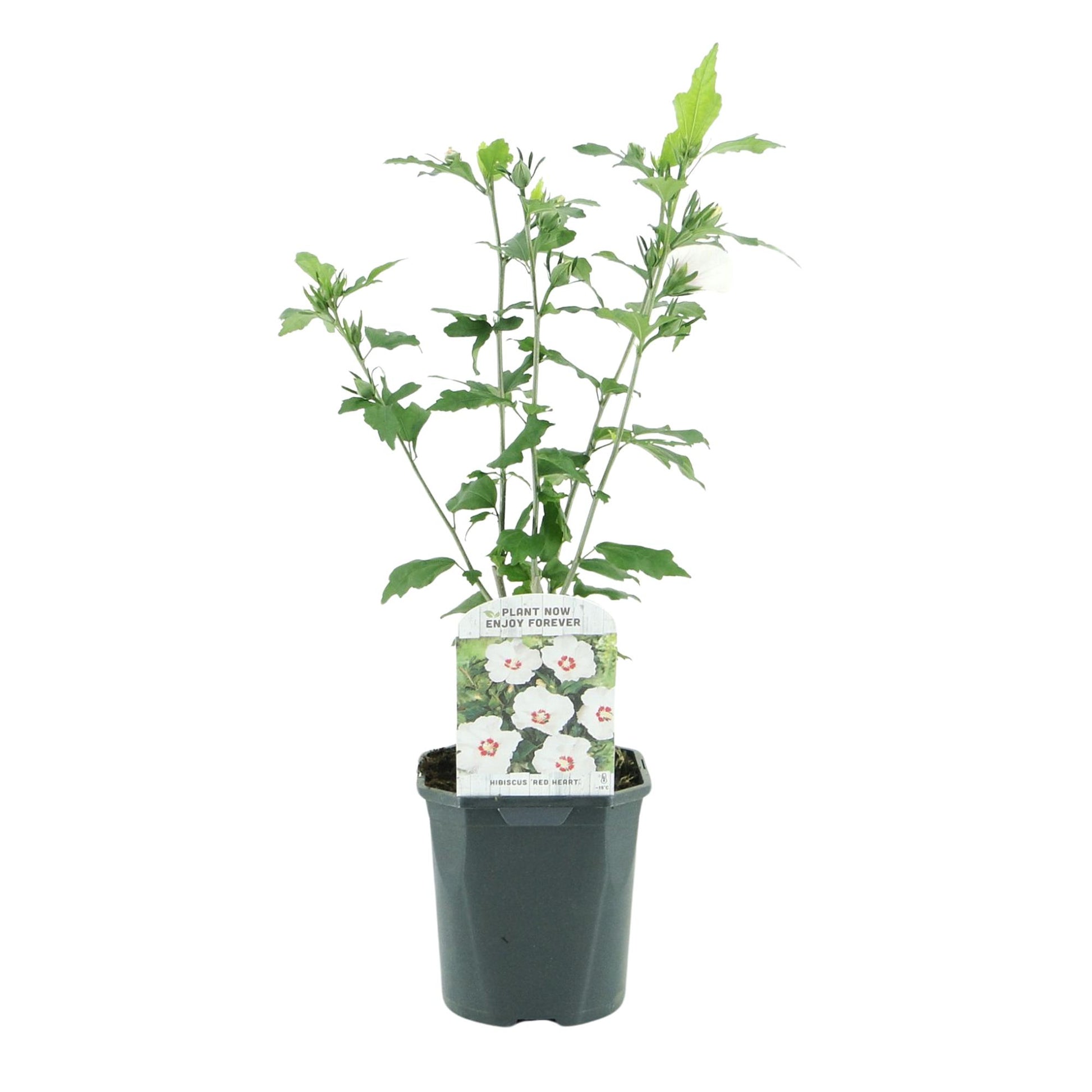 Hibiscus syriacus Red Heart, pot de 17cm, hauteur 45cm, fleur blanche cœur rouge sur fond blanc. Prêt à planter.
