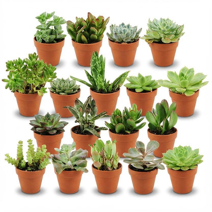Mini succulentes mix en pots terracotta 8cm, assortiment de plantes grasses d'intérieur, hauteur 5 à 10cm