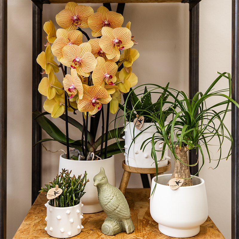 Orchidée Phalaenopsis orange en pot