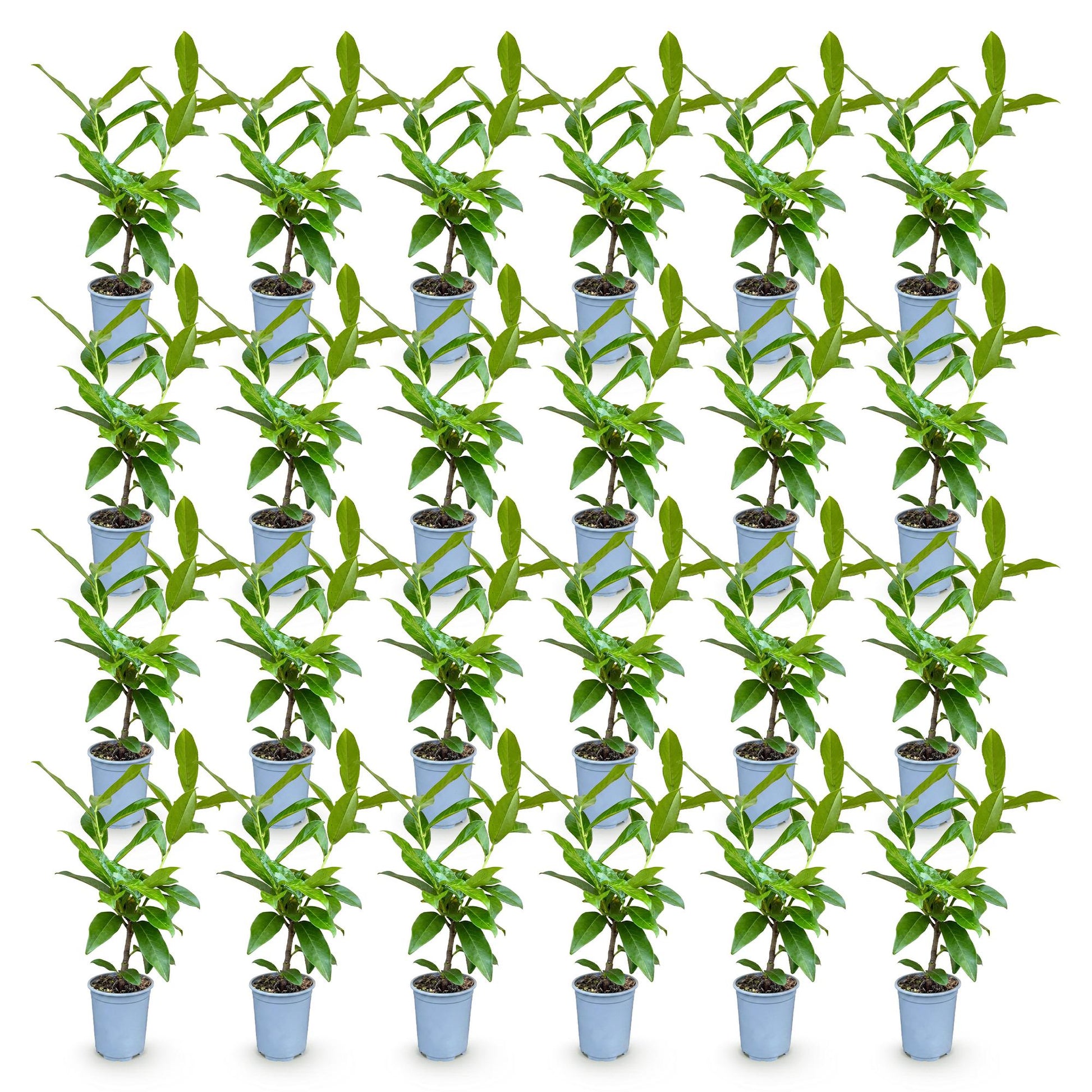 Prunus laur. Novita, 40 jeunes plants en pot, alignés sur fond blanc uni, représentant le lot de plantes de haie persistantes.