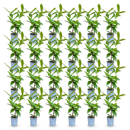 Prunus laur. Novita, 40 jeunes plants en pot, alignés sur fond blanc uni, représentant le lot de plantes de haie persistantes.